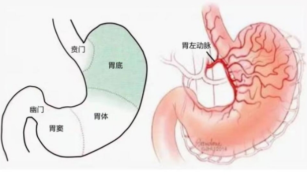不開(kāi)刀不吃藥不餓肚子，微創(chuàng)介入減肥靠譜嗎？